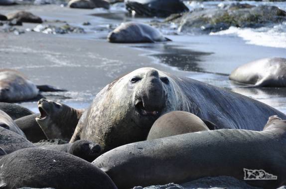 Um elefante-marinho macho nos observa em praia de Gold Harbour, na Geórgia do Sul